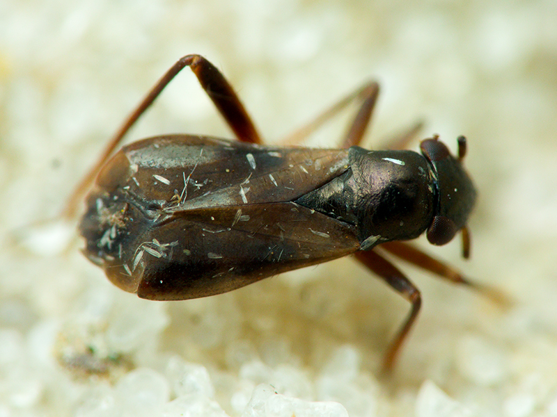 Miridae